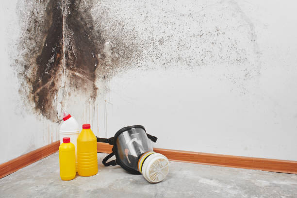 Best Emergency Mold Removal  in Occoquan, VA