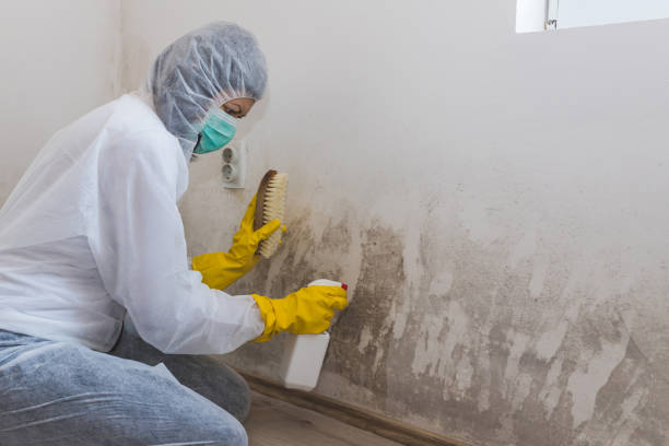 Best Toxic Mold Removal  in Occoquan, VA