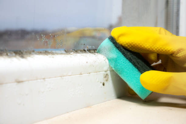 Professional Mold Removal in Occoquan, VA