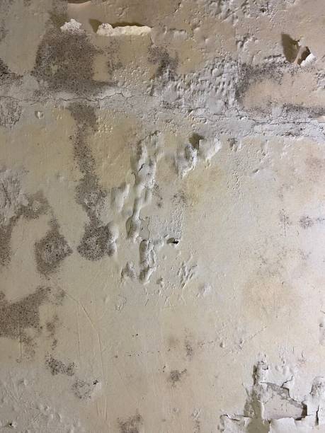 Best Mold Cleaning Services  in Occoquan, VA