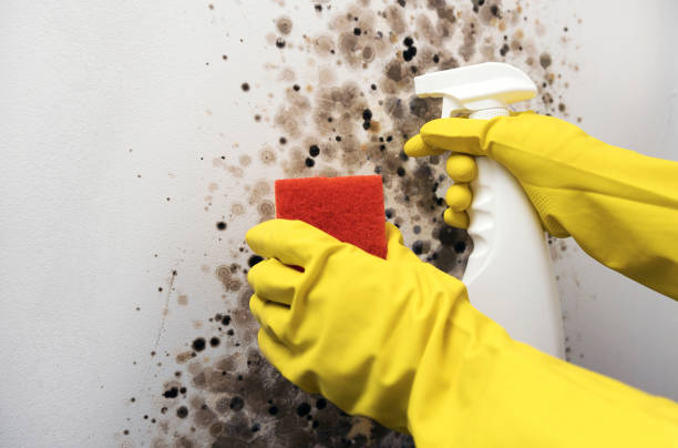 Best Fast Mold Removal  in Occoquan, VA
