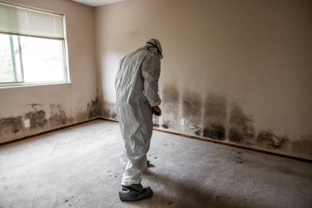 Best Office Mold Removal Services  in Occoquan, VA