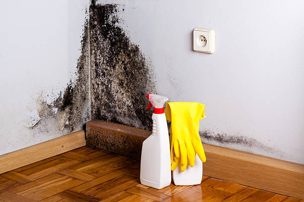 Best Same-Day Mold Removal  in Occoquan, VA