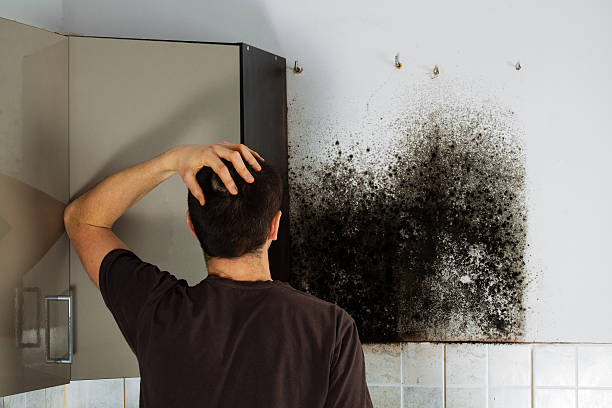 Best Emergency Mold Removal  in Occoquan, VA