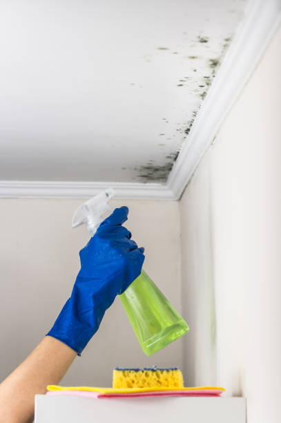 Best Mold Testing  in Occoquan, VA